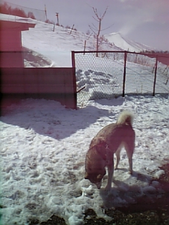 e0143442_10353411.jpg