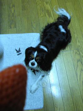 c0145250_10563216.jpg