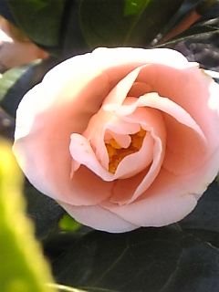 c0069552_10431932.jpg