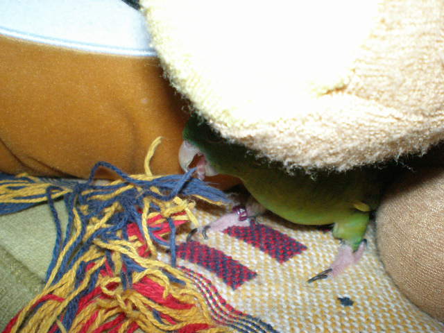d0142061_819327.jpg
