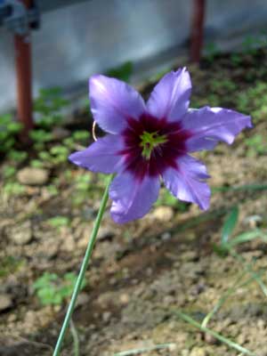 e0097770_17322348.jpg