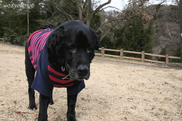c0149893_5191618.gif