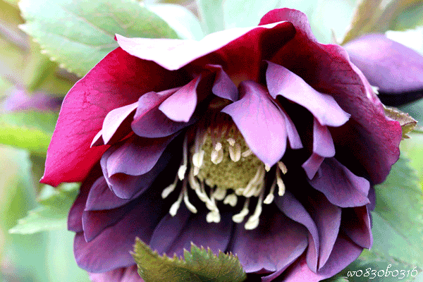 c0149893_5314771.gif