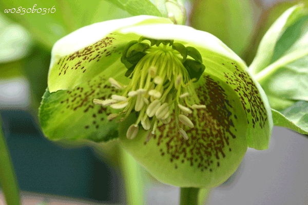c0149893_532452.gif