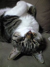 c0035001_1334553.jpg
