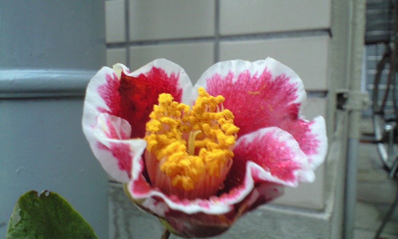 d0000607_2245446.jpg