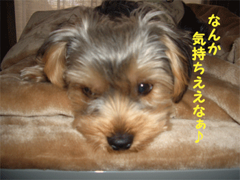 c0143711_16184822.gif