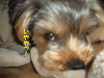 c0143711_16185732.gif