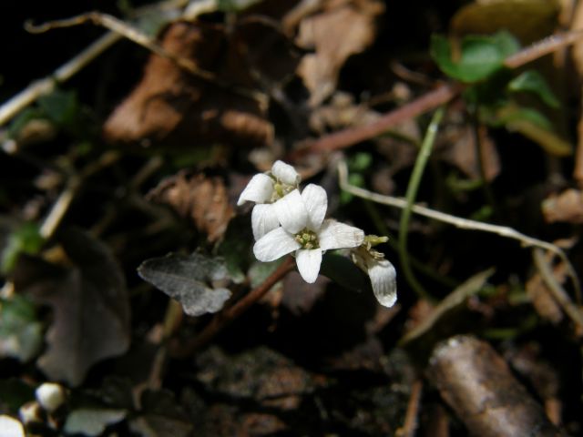e0145033_20174568.jpg