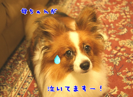 d0013149_9311231.jpg
