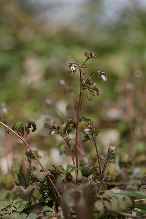 e0054067_23245473.jpg