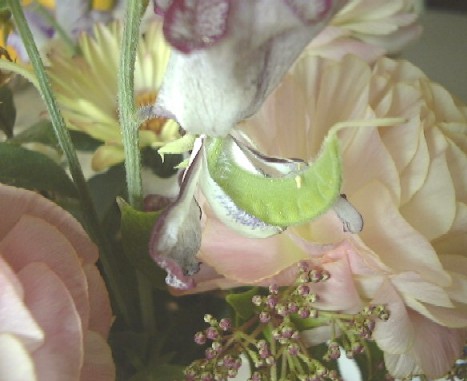 f0039281_1231318.jpg