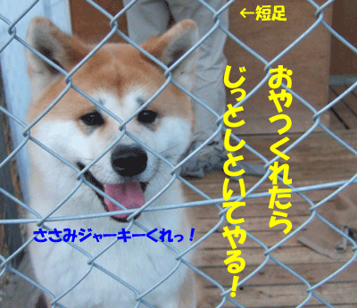 f0008935_13351542.gif