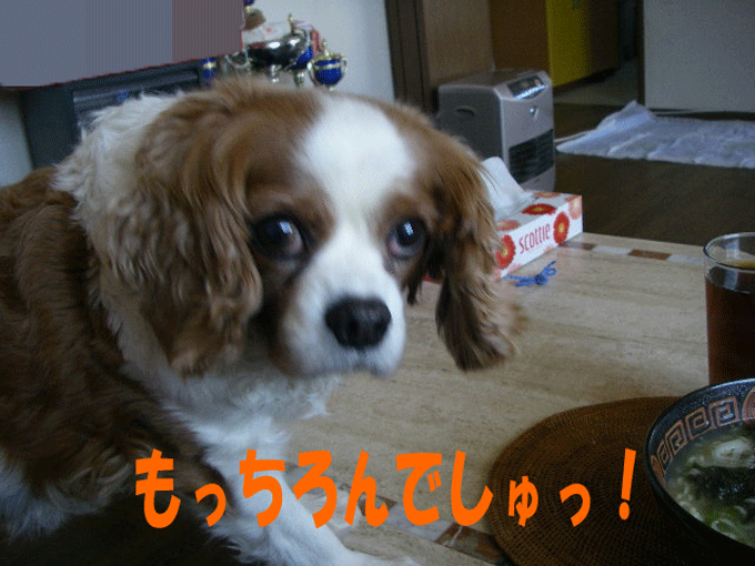 c0136838_2354140.gif