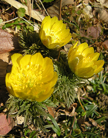 a0001354_21375786.jpg