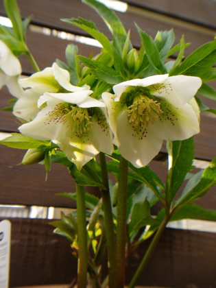 f0052869_22523029.jpg