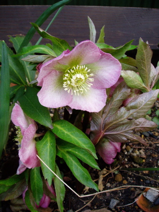 f0052869_23112770.jpg