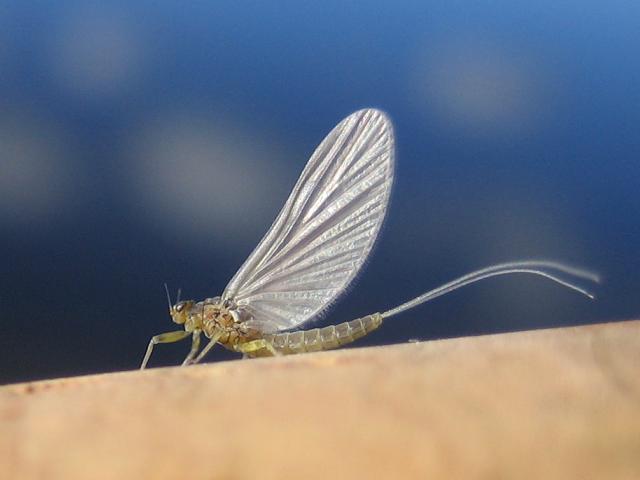 e0144221_23205061.jpg