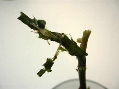 c0132438_2350244.jpg