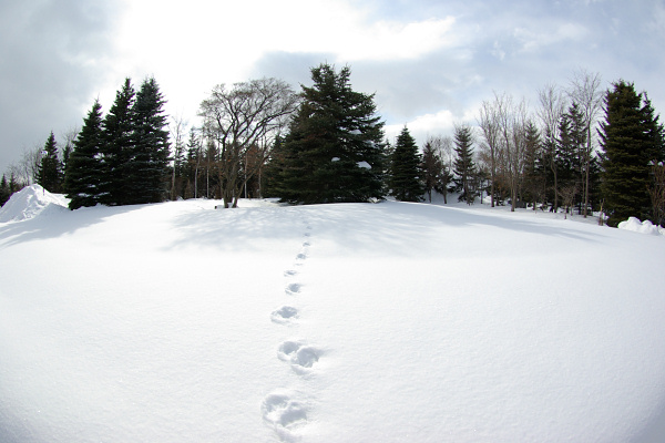 e0051186_6105550.jpg