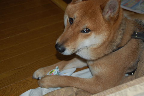 f0152315_2118055.jpg