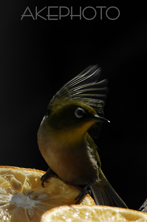 e0127416_2371262.jpg