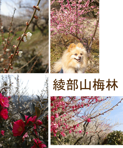 b0075318_23201372.gif