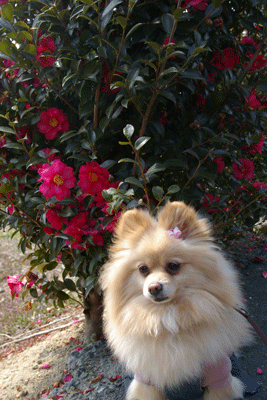 b0075318_2325165.gif