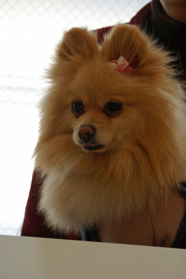 b0075318_23334429.gif