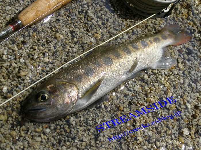 f0103126_21352564.jpg