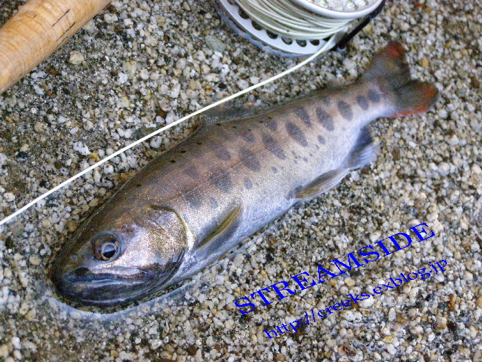 f0103126_2137220.jpg