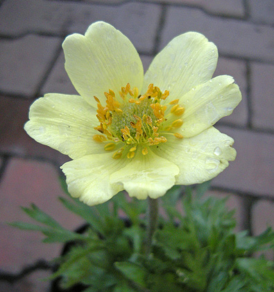 a0001354_2135731.jpg