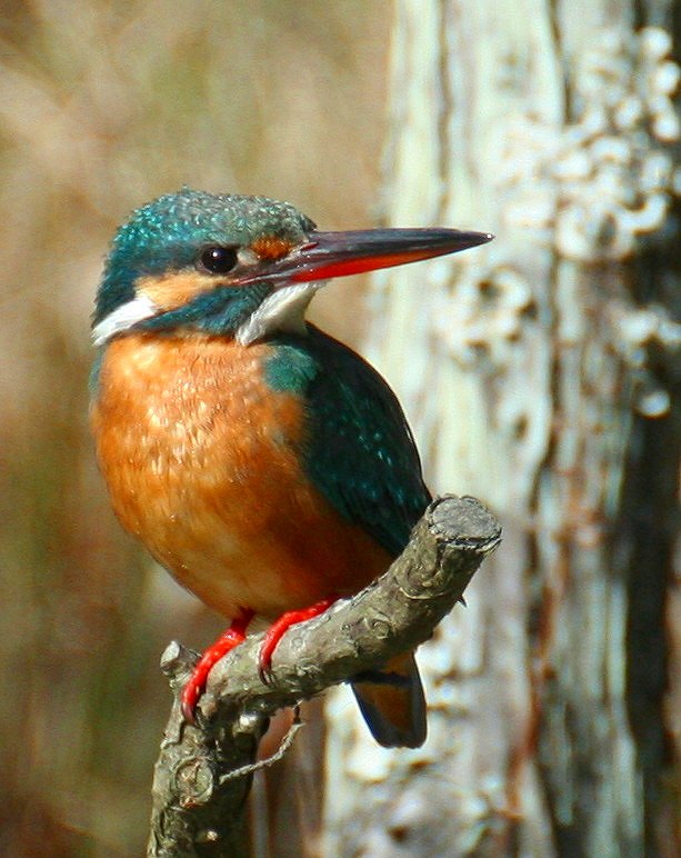 c0136654_2133677.jpg