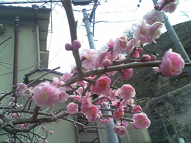 b0120396_1612229.jpg