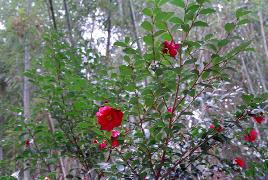 e0129805_7361820.jpg