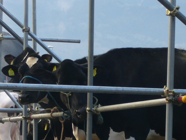 e0015108_2251185.jpg