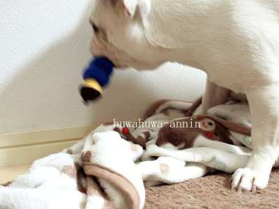 f0155120_23245877.gif