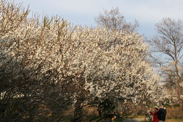 e0064133_073482.jpg