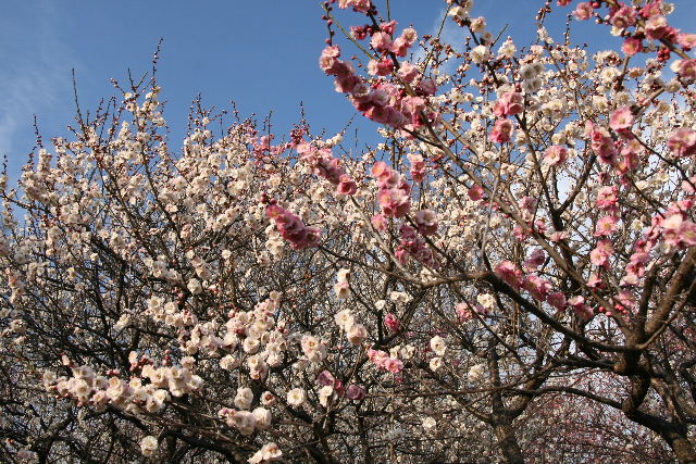 e0064133_082134.jpg