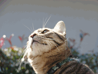 c0136736_19213622.gif