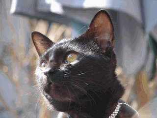 c0136736_19215863.gif