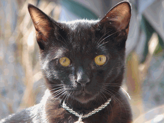 c0136736_1923589.gif