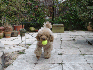 c0136736_19301346.gif