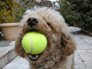 c0136736_19304989.gif