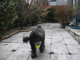 c0136736_19313617.gif