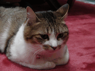 c0136736_19402026.gif
