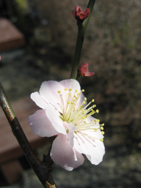 b0088037_8462444.jpg