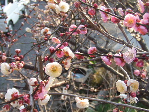 a0054240_17434616.jpg