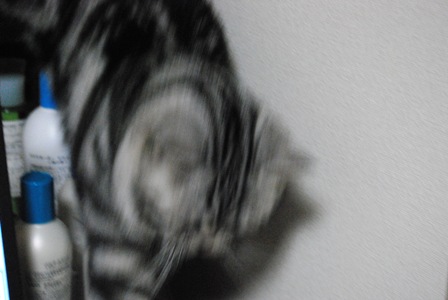 f0043859_2330340.jpg