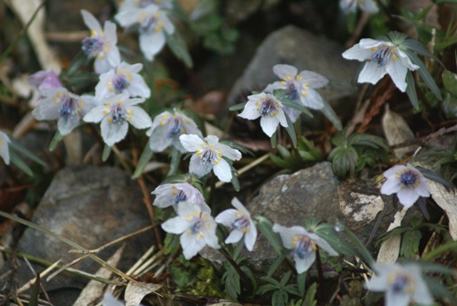 c0042418_954113.jpg